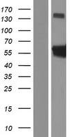 CDADC1 Protein - Western validation with an anti-DDK antibody * L: Control HEK293 lysate R: Over-expression lysate