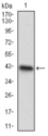CDAN1 Antibody - Western blot using CDX1 monoclonal antibody against human CDX1 recombinant protein. (Expected MW is 37.9 kDa)