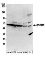 CDC123 Antibody - Detection of human and mouse CDC123 by western blot. Samples: Whole cell lysate (50 µg) from HeLa, HEK293T, Jurkat, mouse TCMK-1, and mouse NIH 3T3 cells prepared using NETN lysis buffer. Antibody: Affinity purified rabbit anti-CDC123 antibody used for WB at 1 µg/ml. Detection: Chemiluminescence with an exposure time of 30 seconds.