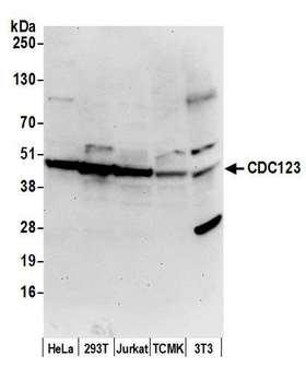 CDC123 Antibody - Detection of human and mouse CDC123 by western blot. Samples: Whole cell lysate (50 µg) from HeLa, HEK293T, Jurkat, mouse TCMK-1, and mouse NIH 3T3 cells prepared using NETN lysis buffer. Antibody: Affinity purified rabbit anti-CDC123 antibody used for WB at 1 µg/ml. Detection: Chemiluminescence with an exposure time of 30 seconds.