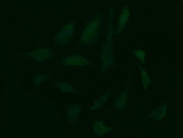 CDC123 Antibody - Immunofluorescent staining of HeLa cells using anti-CDC123 mouse monoclonal antibody.