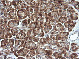 CDC123 Antibody - IHC of paraffin-embedded Human pancreas tissue using anti-CDC123 mouse monoclonal antibody.