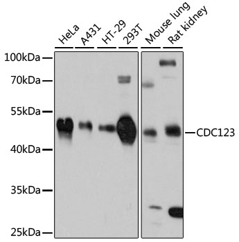 CDC123 Antibody - Western blot analysis of extracts of various cell lines, using CDC123 antibody at 1:3000 dilution. The secondary antibody used was an HRP Goat Anti-Rabbit IgG (H+L) at 1:10000 dilution. Lysates were loaded 25ug per lane and 3% nonfat dry milk in TBST was used for blocking. An ECL Kit was used for detection and the exposure time was 10s.