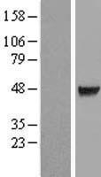 CDC123 Protein - Western validation with an anti-DDK antibody * L: Control HEK293 lysate R: Over-expression lysate