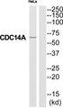 Cdc14 / CDC14A Antibody - Western blot analysis of extracts from HeLa cells, using CC14A antibody.
