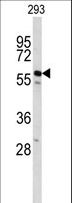 CDC14B Antibody - Western blot of CDC14B Antibody in 293 cell line lysates (35 ug/lane). CDC14B (arrow) was detected using the purified antibody.
