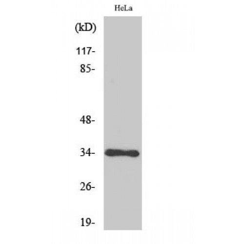 CDC2 + CDK2 + CDK3 Antibody - Western blot of Cdk1/2/3 antibody