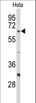 CDC20 Antibody - Western blot of CDC20 Antibody in HeLa cell line lysates (35 ug/lane). CDC20 (arrow) was detected using the purified antibody.