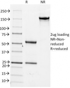 CDC20 Antibody - SDS-PAGE Analysis of Purified, BSA-Free Cdc20 Antibody (clone AR12). Confirmation of Integrity and Purity of the Antibody.