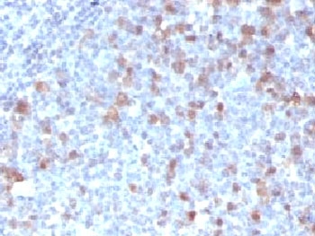 CDC20 Antibody - IHC testing of FFPE human tonsil with Cdc20 antibody (clone CLDC20-1).  This image was taken for the unmodified form of this product. Other forms have not been tested.