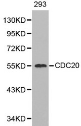 CDC20 Antibody - Western blot of CDC20 pAb in extracts from 293 cells.