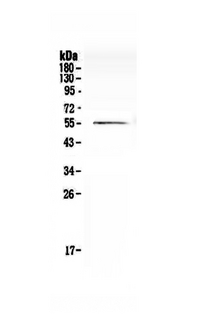 CDC20 Antibody - Western blot - Anti-Cdc20/P55 Cdc Picoband Antibody