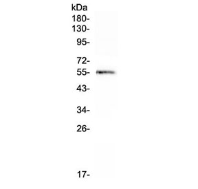 CDC20 Antibody - Western blot testing of human HeLa cell lysate with Cdc20 antibody at 0.5ug/ml. Predicted molecular weight ~55 kDa.