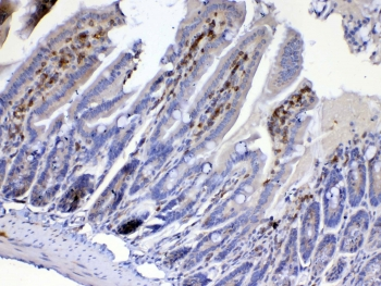 CDC20 Antibody - IHC testing of FFPE mouse small intestine tissue with Cdc20 antibody at 1ug/ml. Required HIER: steam section in pH6 citrate buffer for 20 min and allow to cool prior to testing.