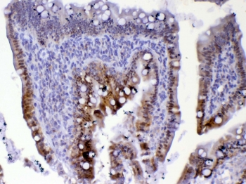 CDC20 Antibody - IHC testing of FFPE rat small intestine tissue with Cdc20 antibody at 1ug/ml. Required HIER: steam section in pH6 citrate buffer for 20 min and allow to cool prior to testing.