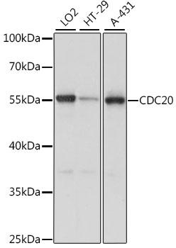 CDC20 Antibody - Western blot analysis of extracts of various cell lines using CDC20 Polyclonal Antibody at dilution of 1:1000.