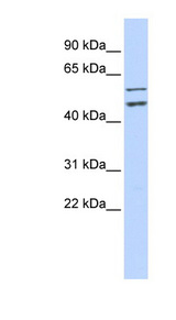 CDC20 Antibody - CDC20 antibody Western blot of HeLa lysate. This image was taken for the unconjugated form of this product. Other forms have not been tested.