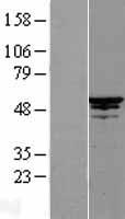 CDC20 Protein - Western validation with an anti-DDK antibody * L: Control HEK293 lysate R: Over-expression lysate