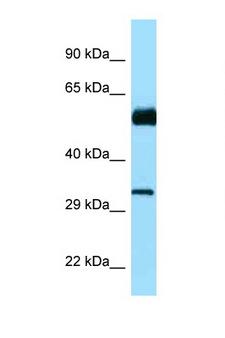 CDC20B Antibody - CDC20B antibody Western blot of Fetal Brain lysate. Antibody concentration 1 ug/ml.  This image was taken for the unconjugated form of this product. Other forms have not been tested.