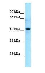 CDC20B Antibody - CDC20B antibody Western Blot of 293T. Antibody dilution: 1 ug/ml.  This image was taken for the unconjugated form of this product. Other forms have not been tested.