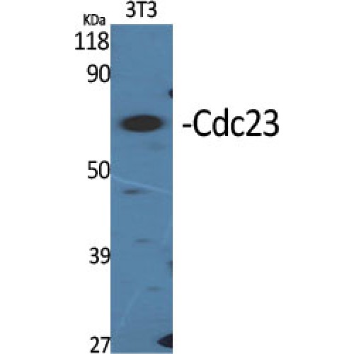 CDC23 Antibody - Western blot of Cdc23 antibody