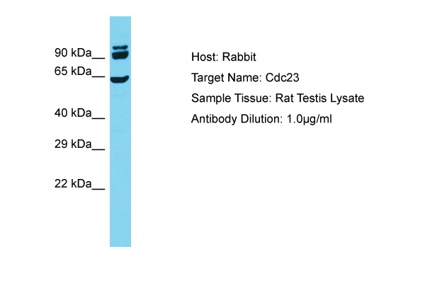 CDC23 Antibody -  This image was taken for the unconjugated form of this product. Other forms have not been tested.