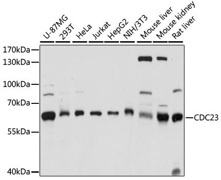 CDC23 Antibody - Western blot analysis of extracts of various cell lines, using CDC23 antibody at 1:1000 dilution. The secondary antibody used was an HRP Goat Anti-Rabbit IgG (H+L) at 1:10000 dilution. Lysates were loaded 25ug per lane and 3% nonfat dry milk in TBST was used for blocking. An ECL Kit was used for detection and the exposure time was 10s.