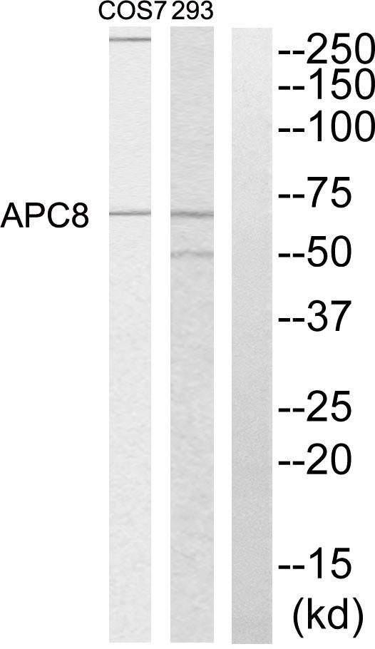 CDC23 Antibody - Western blot analysis of extracts from 293 cells and COS-7 cells, using APC8 antibody.