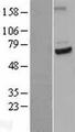 CDC23 Protein - Western validation with an anti-DDK antibody * L: Control HEK293 lysate R: Over-expression lysate