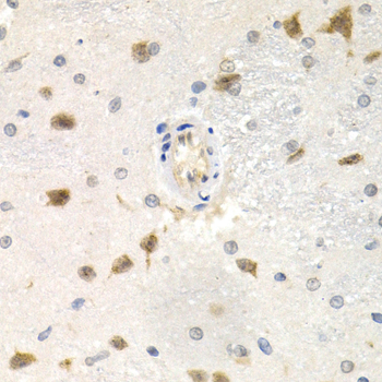 CDC25A Antibody - Immunohistochemistry of paraffin-embedded rat brain tissue.