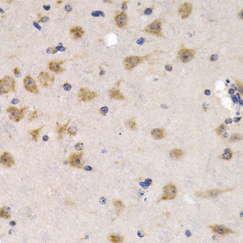 CDC25A Antibody - Immunohistochemistry of paraffin-embedded mouse brain tissue.