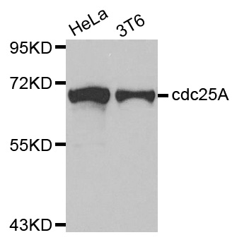 CDC25A Antibody - Western blot analysis of extracts of various cell lines.