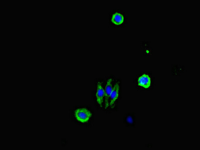 CDC25A Antibody - Immunofluorescent analysis of HepG2 cells diluted at 1:100 and Alexa Fluor 488-congugated AffiniPure Goat Anti-Rabbit IgG(H+L)