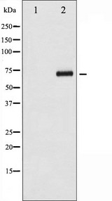 CDC25A Antibody - Western blot analysis of CDC25A phosphorylation expression in UV treated 293 whole cells lysates. The lane on the left is treated with the antigen-specific peptide.