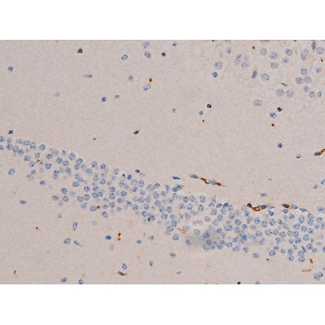 CDC25A Antibody - 1:200 staining mouse brain tissue by IHC-P. The tissue was formaldehyde fixed and a heat mediated antigen retrieval step in citrate buffer was performed. The tissue was then blocked and incubated with the antibody for 1.5 hours at 22°C. An HRP conjugated goat anti-rabbit antibody was used as the secondary.