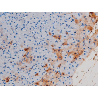 CDC25A Antibody - 1:200 staining mouse pancreas tissue by IHC-P. The tissue was formaldehyde fixed and a heat mediated antigen retrieval step in citrate buffer was performed. The tissue was then blocked and incubated with the antibody for 1.5 hours at 22°C. An HRP conjugated goat anti-rabbit antibody was used as the secondary.