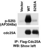 CDC25A Antibody - The anti-Phospho-CDC25A-S293 antibody is used in Western blot to detect Phospho-CDC25A-S293 in cells transfected with wild type or mutant S293A of CDC25A. Data courtesy of Dr. Tiebang Kang of Washington University, St. Louis, MO.