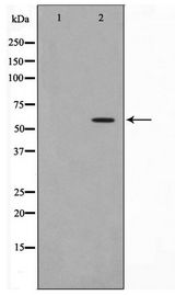 CDC25A Antibody - Western blot of HeLa cell lysate using Phospho-CDC25A(Ser75) Antibody