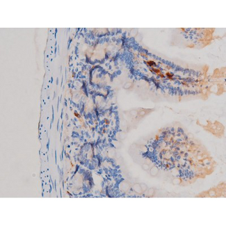 CDC25A Antibody - 1:200 staining mouse intestinal tissue by IHC-P. The tissue was formaldehyde fixed and a heat mediated antigen retrieval step in citrate buffer was performed. The tissue was then blocked and incubated with the antibody for 1.5 hours at 22°C. An HRP conjugated goat anti-rabbit antibody was used as the secondary.