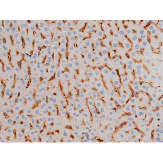 CDC25A Antibody - 1:200 staining mouse liver tissue by IHC-P. The tissue was formaldehyde fixed and a heat mediated antigen retrieval step in citrate buffer was performed. The tissue was then blocked and incubated with the antibody for 1.5 hours at 22°C. An HRP conjugated goat anti-rabbit antibody was used as the secondary.