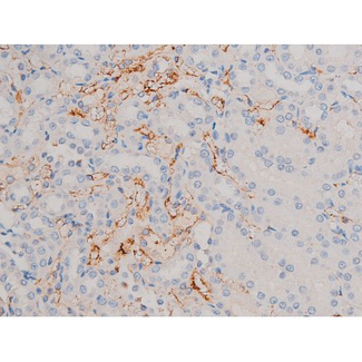 CDC25A Antibody - 1:200 staining rat kidney tissue by IHC-P. The tissue was formaldehyde fixed and a heat mediated antigen retrieval step in citrate buffer was performed. The tissue was then blocked and incubated with the antibody for 1.5 hours at 22°C. An HRP conjugated goat anti-rabbit antibody was used as the secondary.