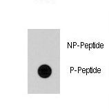 CDC25A Antibody - Dot blot of anti-Cdc25A Phospho-specific antibody on nitrocellulose membrane. 50ng of Phospho-peptide or Non Phospho-peptide per dot were adsorbed. Antibody working concentrations are 0.5ug per ml.