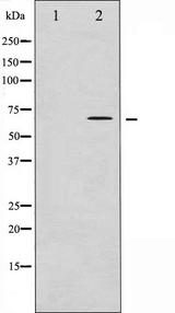 CDC25A Antibody - Western blot analysis of Catenin a1 expression in various lysates