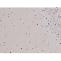 CDC25A Antibody - 1:200 staining mouse brain tissue by IHC-P. The tissue was formaldehyde fixed and a heat mediated antigen retrieval step in citrate buffer was performed. The tissue was then blocked and incubated with the antibody for 1.5 hours at 22°C. An HRP conjugated goat anti-rabbit antibody was used as the secondary.