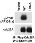 CDC25A Antibody - The anti-Phospho-CDC25A-T507 antibody is used in Western blot to detect Phospho-CDC25A-T507 in cells transfected with wild type or mutant T507 A of CDC25A. Data courtesy of Dr. Tiebang Kang of Washington University, St. Louis, MO.