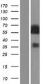 CDC25A Protein - Western validation with an anti-DDK antibody * L: Control HEK293 lysate R: Over-expression lysate