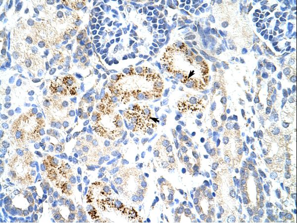 CDC25B Antibody - Human Kidney.  This image was taken for the unconjugated form of this product. Other forms have not been tested.
