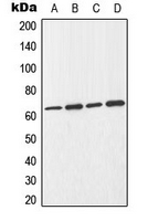 CDC25B Antibody - Western blot analysis of CDC25B expression in THP1 (A); Jurkat (B); mouse kidney (C); mouse brain (D) whole cell lysates.
