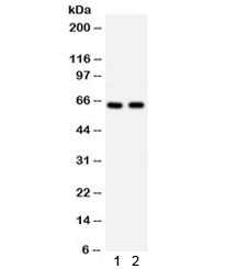 CDC25B Antibody