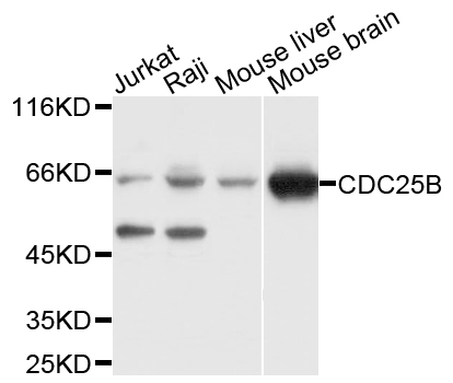 CDC25B Antibody - Western blot analysis of extracts of various cell lines.